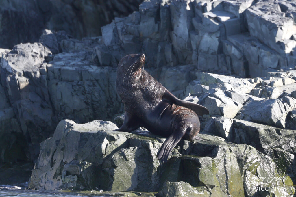 Silversea Antarctica Expedition Yellow Umbrella Travel