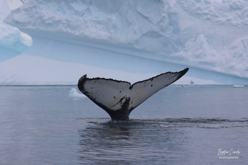 Silversea Antarctica Expedition Yellow Umbrella Travel