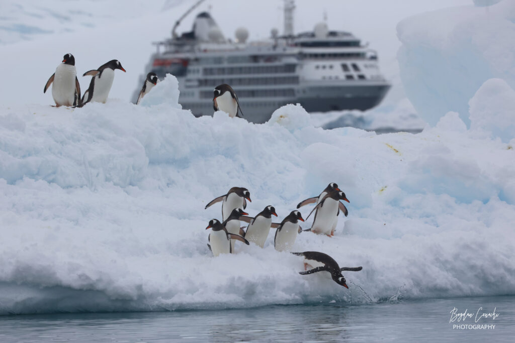 Silversea Antarctica Expedition Yellow Umbrella Travel