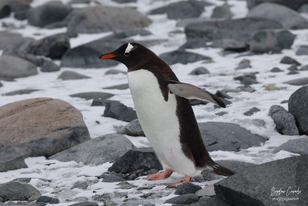 Silversea Antarctica Expedition Yellow Umbrella Travel