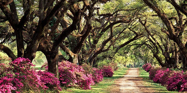 Viking Mississippi: New Orleans roundtrip
