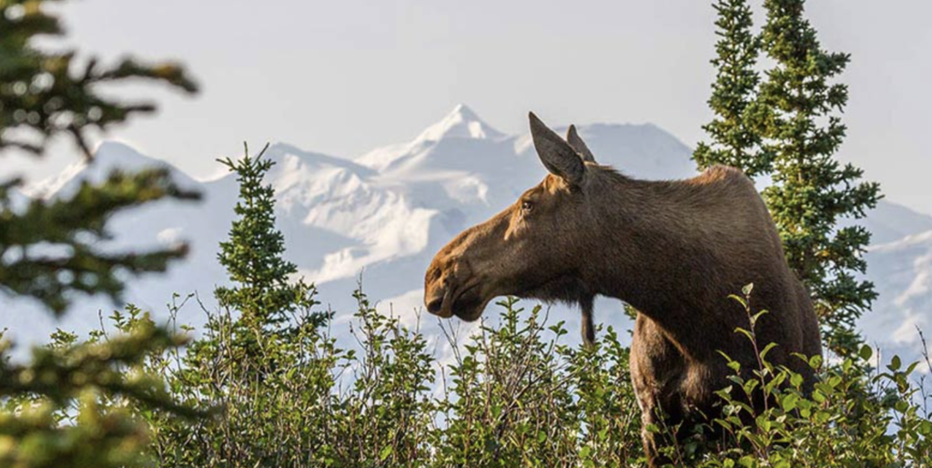 Alaska National Parks for American Cruiseline for Yellow Umbrella Travel