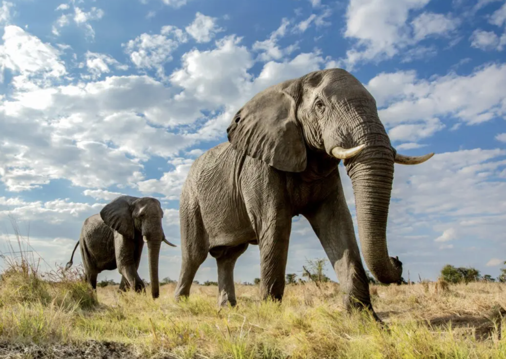 Africa: Chobe River and Safari Combinations (9 to 18 nights) AMAwaterways for Yellow Umbrella Travel
