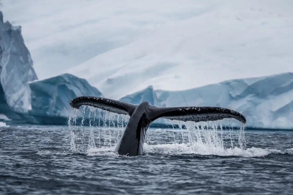 Silversea Antarctica Expedition Cruise for Yellow Umbrella Travel