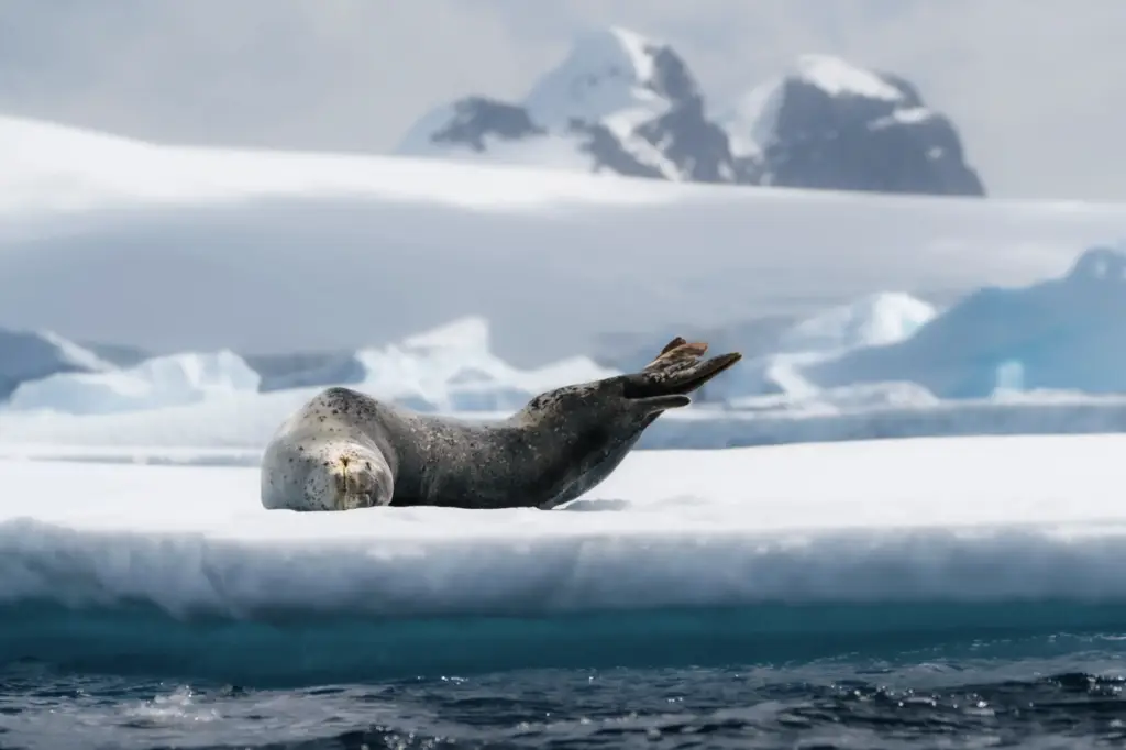 Silversea Antarctica Expedition Cruise for Yellow Umbrella Travel