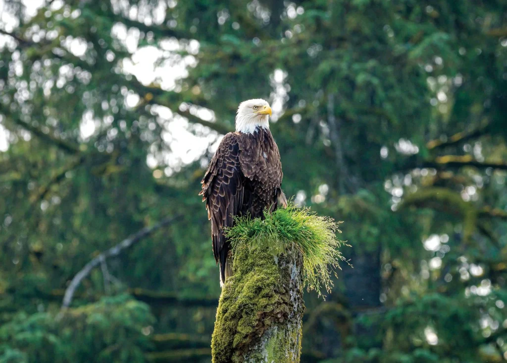 Photo of a bald eagle on tree as featured in when is the best time to cruise Alaska