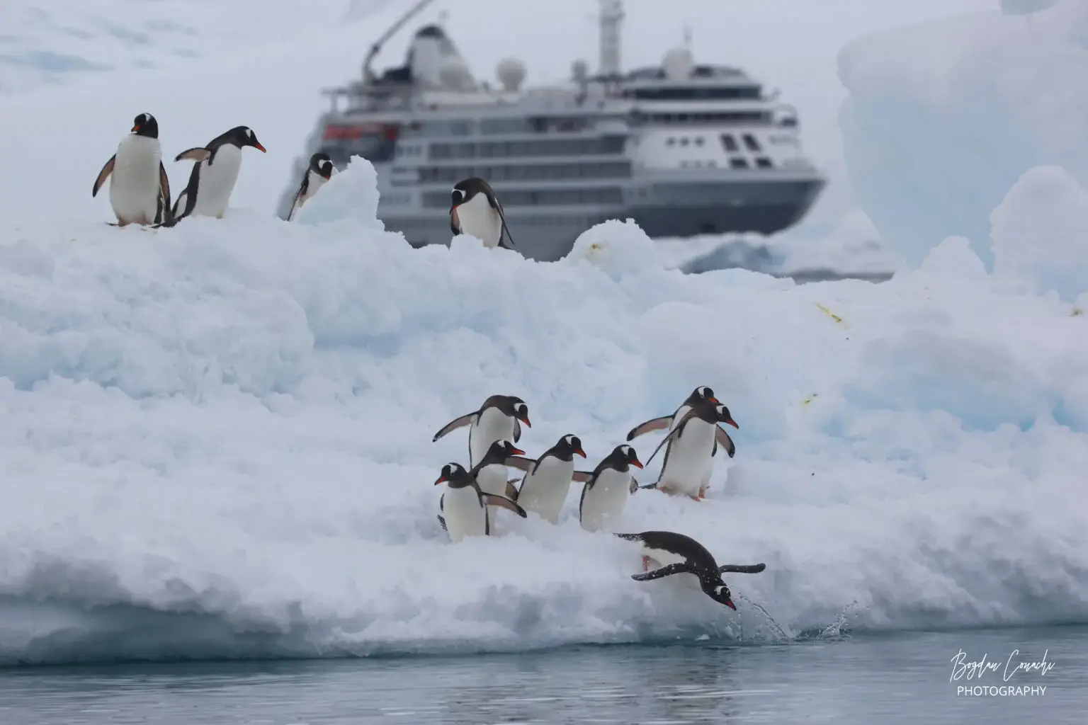 Photo of gentoo penguins diving into water off ice with Silversea Silver Cloud ship in background